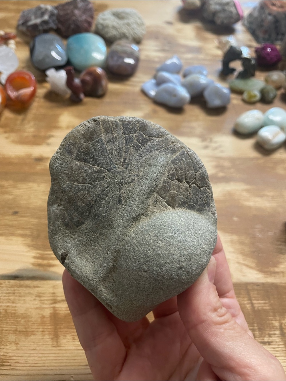 Fossil sand dollar display piece